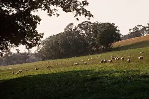 Herds: Sheep - Grazing