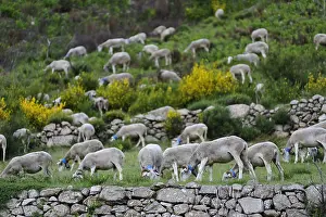 Broom: Sheep grazing and broom flowers Cevennes France