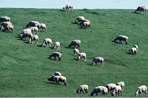 Dyke: SHEEP - grazing on dyke