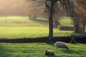 Boundary: Sheep grazing in a fenced hedges Indre France