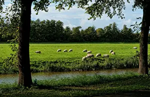 Peace: Sheep grazing green farmland of Edam, the