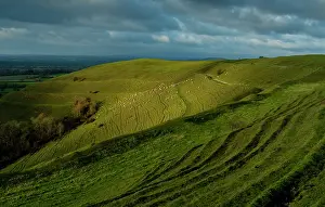 Iron: Sheep grazing on Hambledon Hill, a prehistoric m