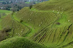Iron: Sheep grazing on Hambledon Hill, a prehistoric m