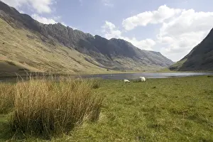 Calms: Sheep grazing in a Highlands landscape Scotland UK