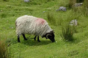 Swallowed: Sheep grazing in an irish meadow