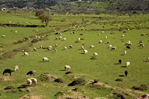 Internal: Sheep grazing on the Lassithi plateau in spring