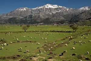Internal: Sheep grazing on the Lassithi plateau in spring