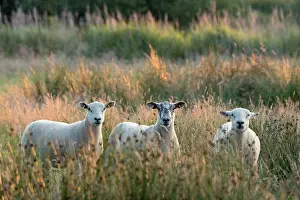 200621: Sheep on grazing marsh - Norfolk UK