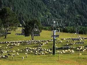 Ropeway: Sheep grazing in a meadow with chairlifts La Molina Spain