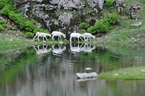 Phytophages: Sheep grazing near the Green Lake Vosges France
