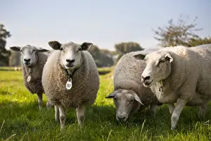 Limburg: Sheep grazing in a pasture, The Netherlands, Li
