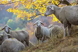 Poor: Sheep grazing on rough grassland, landscape in the Swabian A