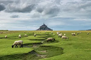 Monuments: Sheep grazing in the salt meadows of Mont Saint-Michel