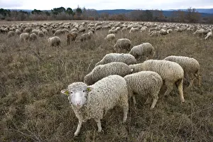 Raised: Sheep grazing temporary winter Provence France