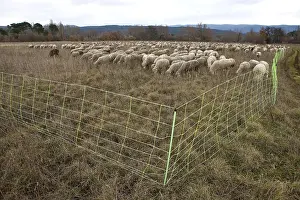 Raised: Sheep grazing temporary winter Provence France