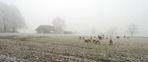 Countryman: Sheep grazing in winter Ottenbach Canton of Zurich