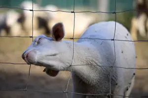 Barriers: Sheep at the head wedged in the corner through a fence