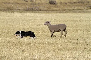 Trailing: Sheep Herding, Idaho