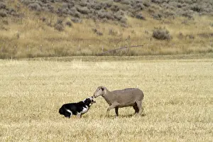 Trailing: Sheep Herding, Idaho
