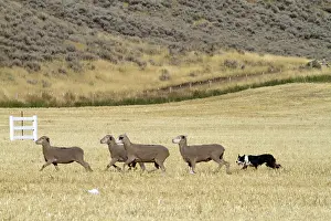 Trailing: Sheep Herding, Idaho