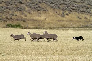 Trailing: Sheep Herding, Idaho