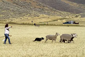 Trailing: Sheep Herding, Idaho