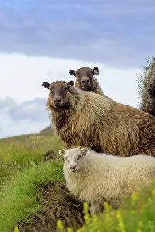 Viking: Sheep at Hjnrleifshnfdi (Viking grave), Mordalur
