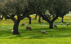 Communities: Sheep and Holm oak - Extremadura Spain Monfragae