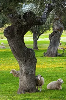 Communities: Sheep and Holm oak - Extremadura Spain Monfragae