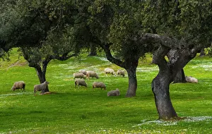 Communities: Sheep and Holm oak - Extremadura Spain Monfragae