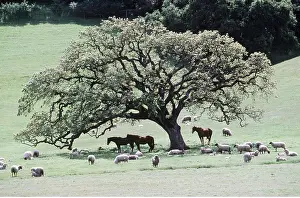 Temperature: SHEEP & HORSES - in the shade of a tree