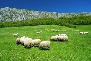 Alava: Sheep, Hoya de La Leze, Alava, Basque Country, Spain