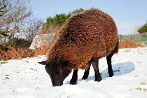 Jacob: Sheep - Jacob cross - in the snow