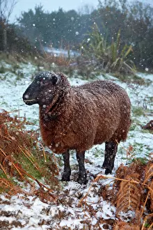 Jacob: Sheep - Jacob cross - in the snow