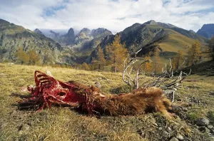 Mercantour: Sheep killed by wolves PN Mercantour France