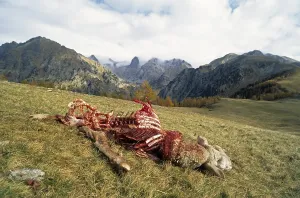 Mercantour: Sheep killed by wolves PN Mercantour France