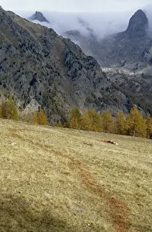 Mercantour: Sheep killed by wolves PN Mercantour France