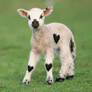 Patches: Sheep - Lamb