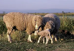 Ewes: Sheep and Lamb
