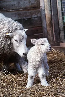 Lambs: SHEEP & LAMB