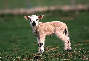 Easter: SHEEP - Lamb