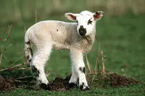 Easter: SHEEP - LAMB