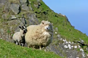 Unst: Sheep - lamb cuddling up to mother