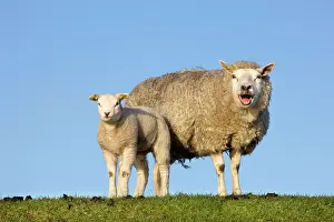 Dyke: Sheep with lamb on dyke bleating