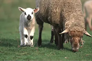 Lamb: SHEEP & LAMB - grazing