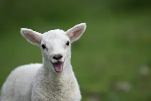 Shock: Sheep lamb mouth open smiling and happy