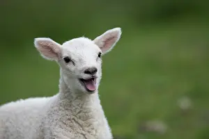 Copyspace: Sheep lamb mouth open smiling and happy