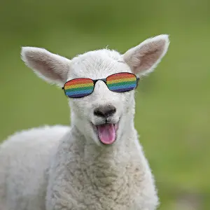 Lgbt: Sheep - lamb smiling and happy with mouth open
