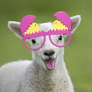 280219: Sheep, lamb smiling and happy with mouth open