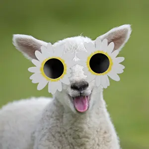 280219: Sheep - lamb smiling and happy with mouth open
